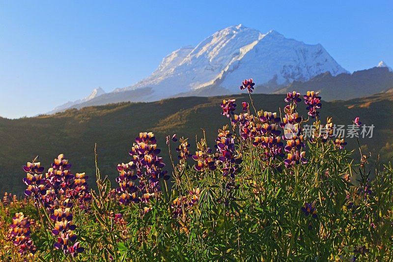 秘鲁的喀什，喀什山脉的胡斯卡兰山脉和日出时的野花