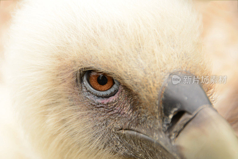 欧亚狮鹫鹫眼。