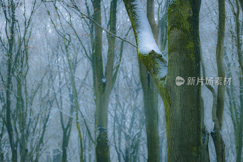 在寒冷的雪天，山毛榉树具有戏剧性的形状在薄雾和积雪的森林