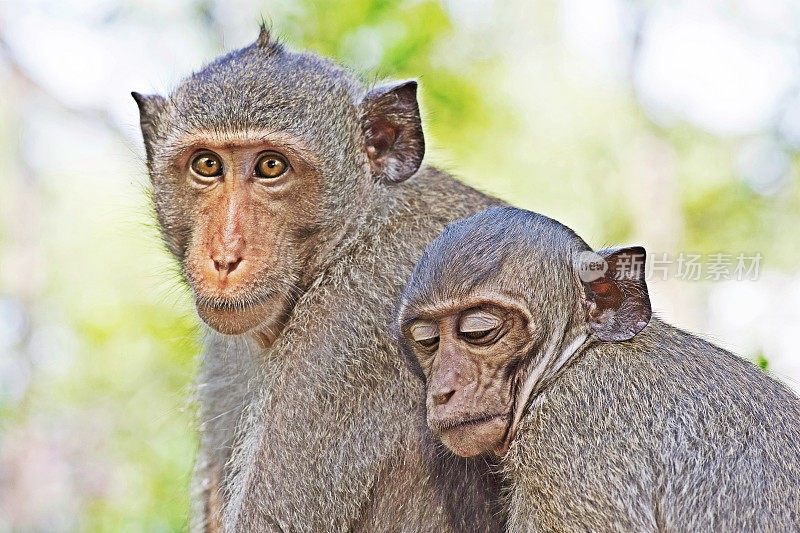 猴子夫妇互相倚靠着。
