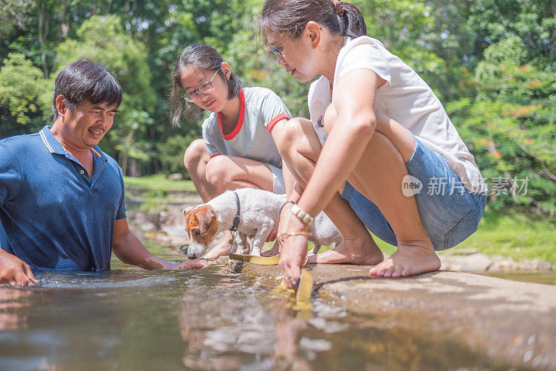 亚洲家庭玩好玩的杰克罗素梗狗在瀑布在夏天的早晨