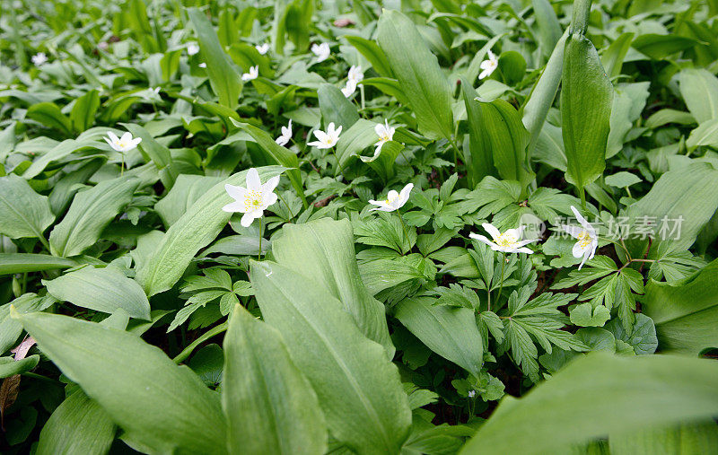 野生大蒜在森林里开花。可吃的蔬菜叶子。熊葱。