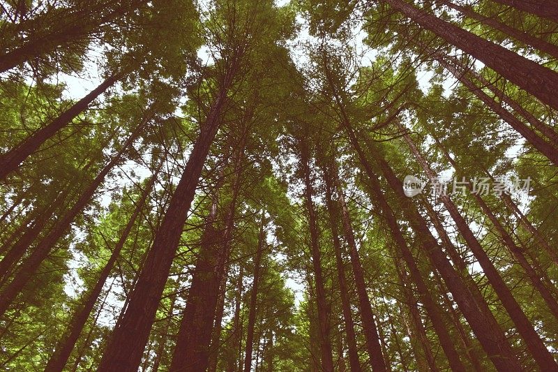 红杉林自然背景