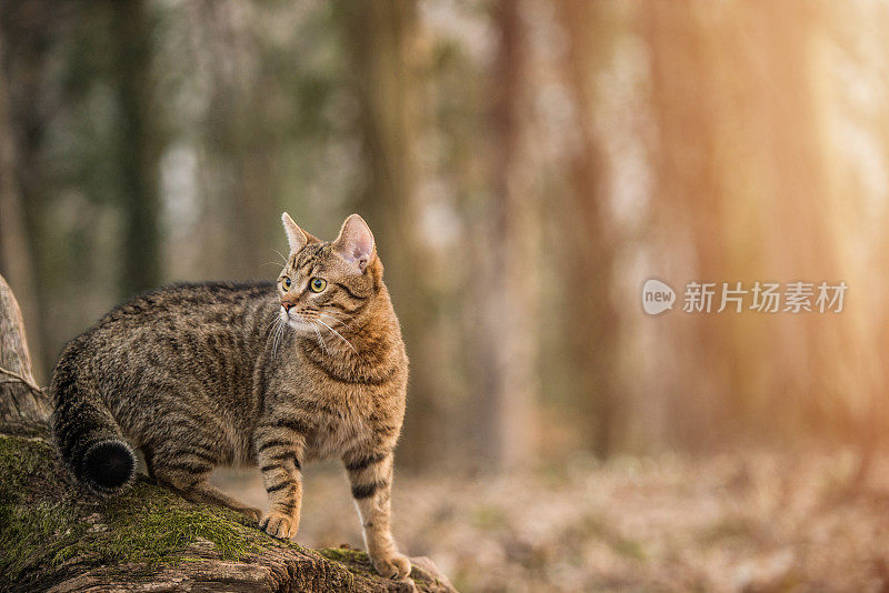 小条纹猫在树林里探险。