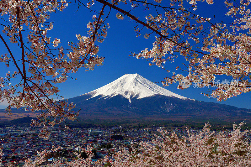 富士山和樱花:从荒山森根公园，富士吉田
