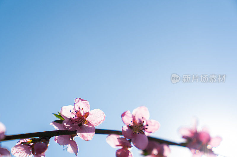 春天的景色-粉红色的樱花在蓝色的天空背景。滋润柔和的颜色。