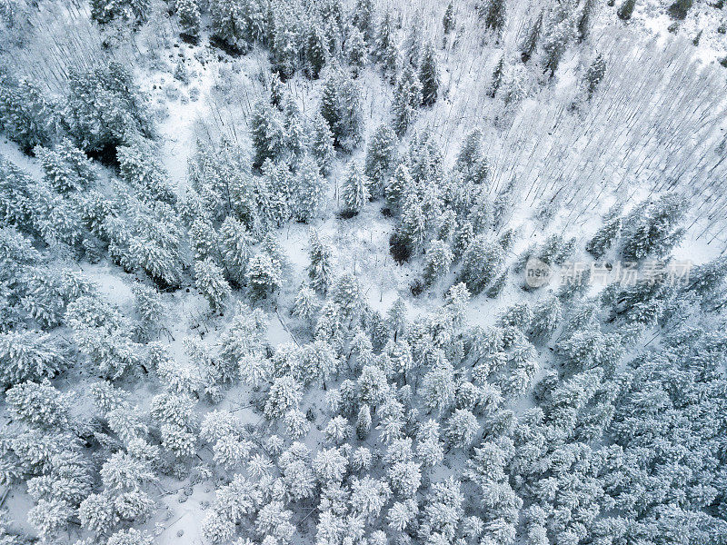 雪结霜的树新鲜的雪冬季景观空中