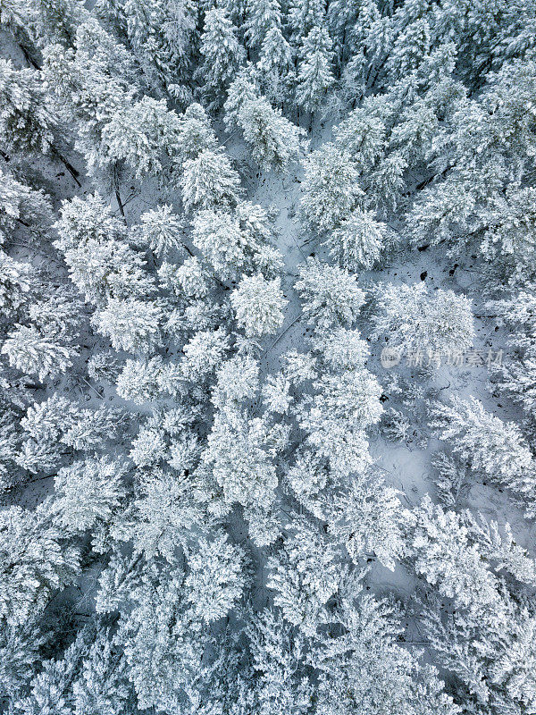 雪结霜的树新鲜的雪冬季景观空中