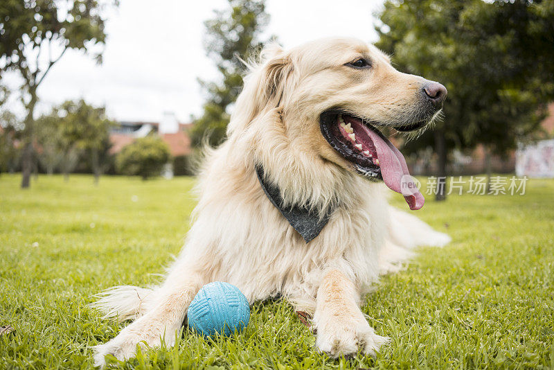 黄色的金毛猎犬品种的狗躺在公园的草地上，在他的意面中间有他最喜欢的蓝色游戏球