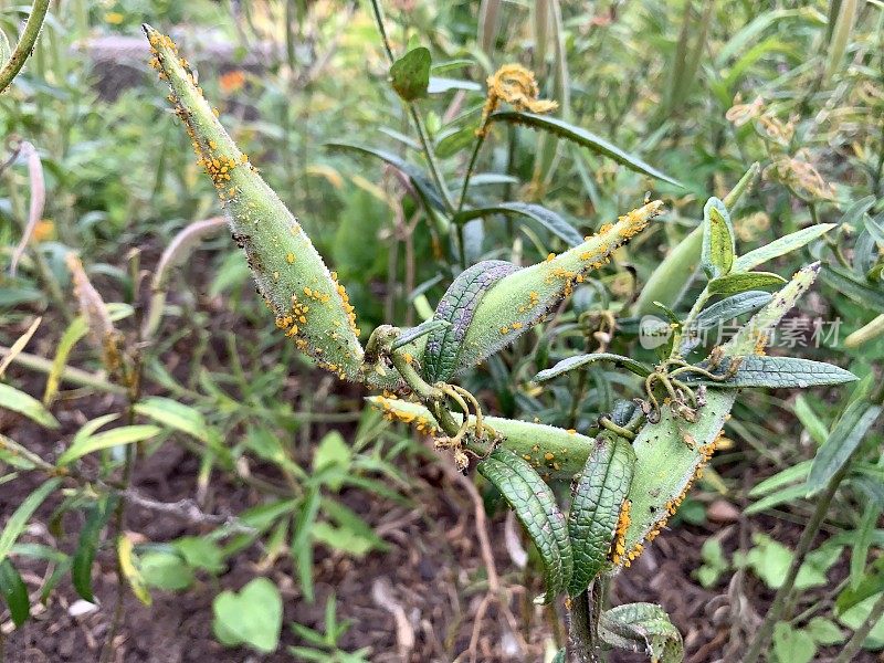 蝴蝶杂草上的蚜虫