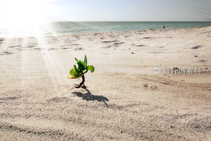 沙滩上嫩芽的小绿色植物