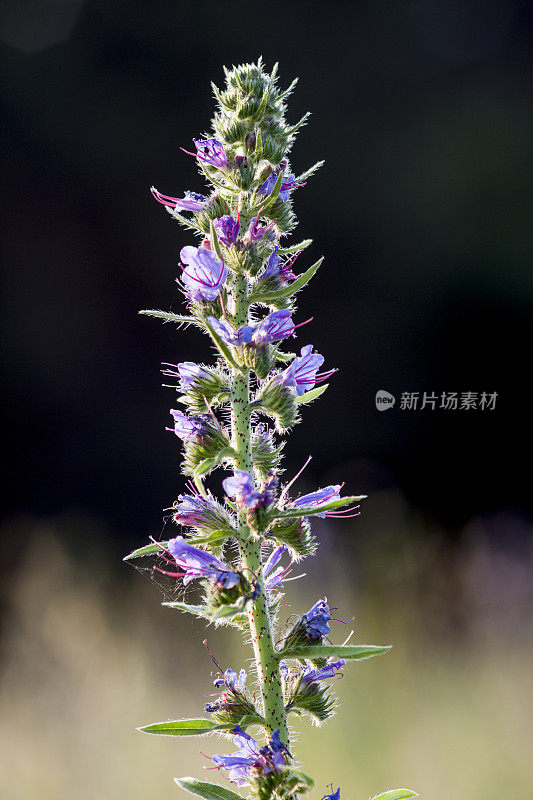 紫色的野花