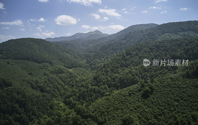 健康的绿色树木在云杉，冷杉和松树森林