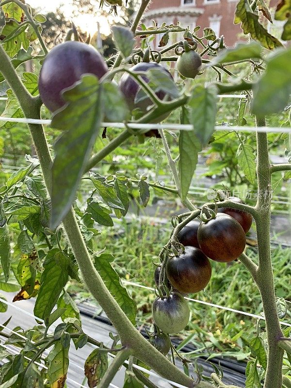 城市花园中的紫色番茄
