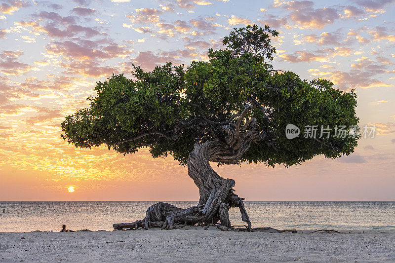 阿鲁巴岛，鹰滩的迪维迪维树