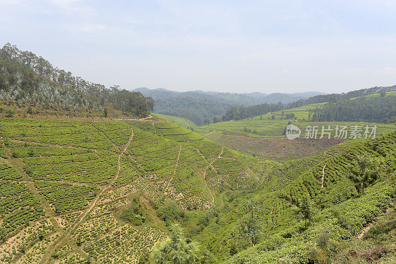 卢旺达靠近Nyungwe森林的茶园