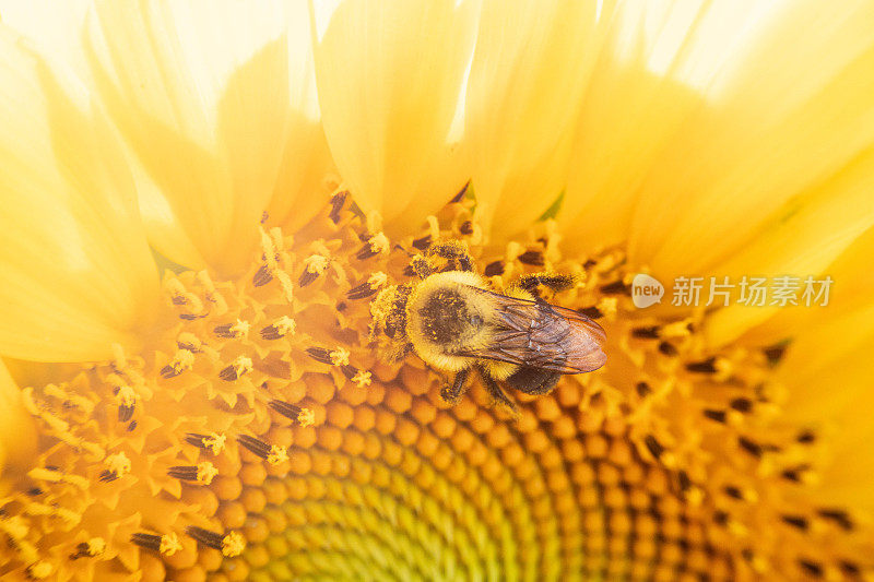 大黄蜂在向日葵上的特写