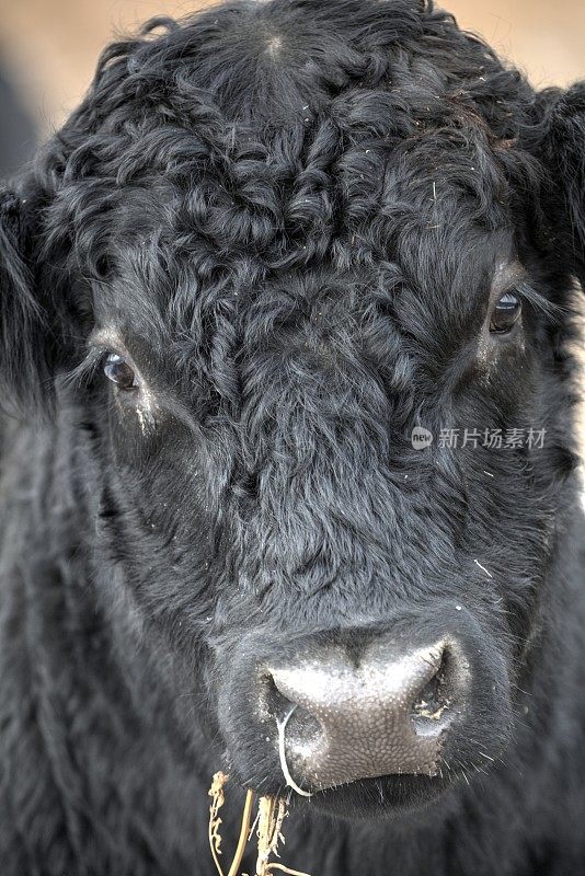 冬季饲养场的黑安格斯牛。