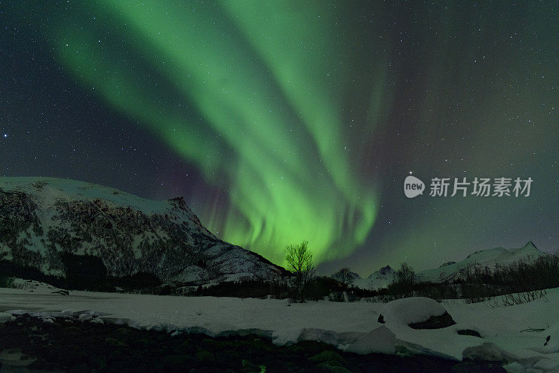 北极光，北极光或北极光在夜空中在罗浮敦群岛在挪威北部