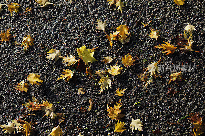 秋天桔黄瑞典银桦树的叶子