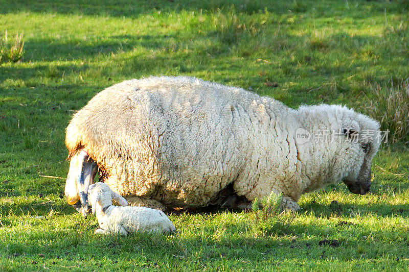 羊的诞生