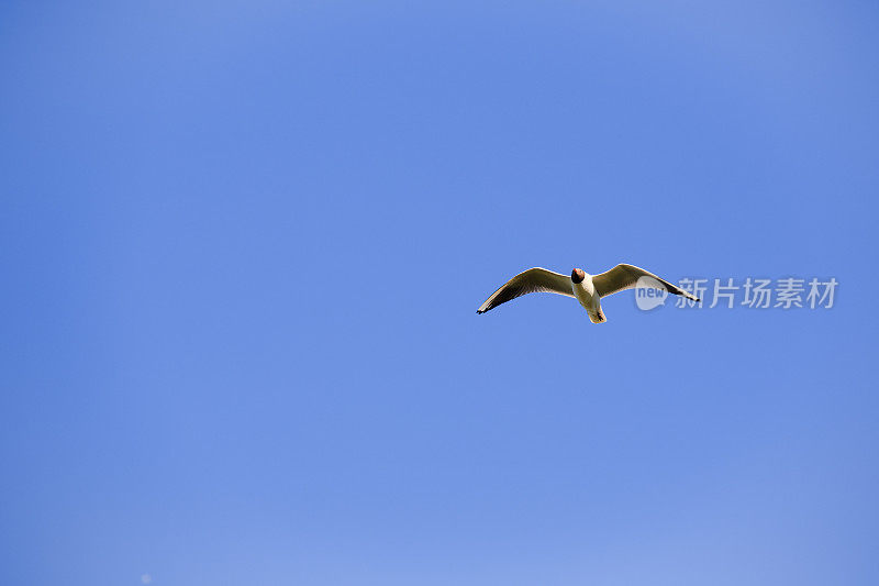 蓝天背景上的海鸥。