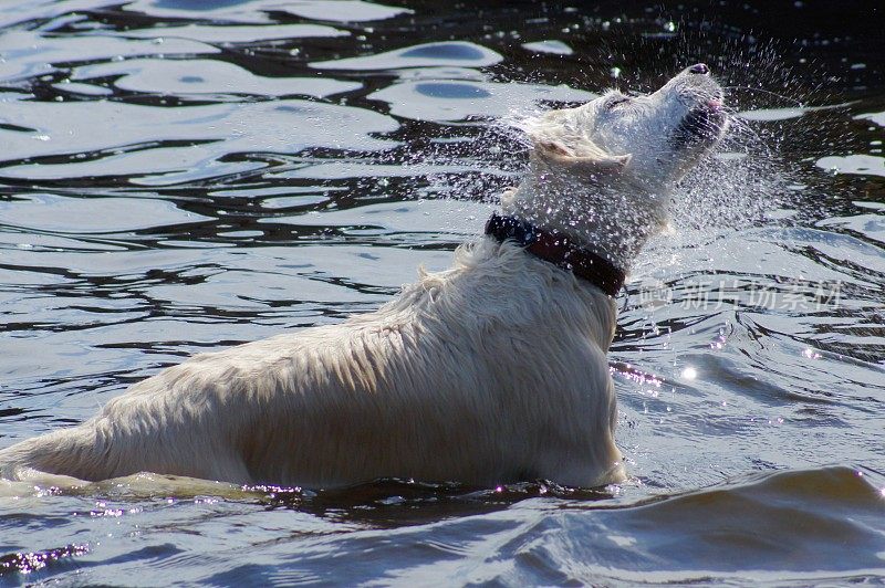 夏天，狗在湖里洗澡。水花四溅，水花四溅。