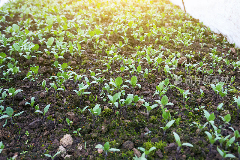 茄子树苗在阳光下的农地里