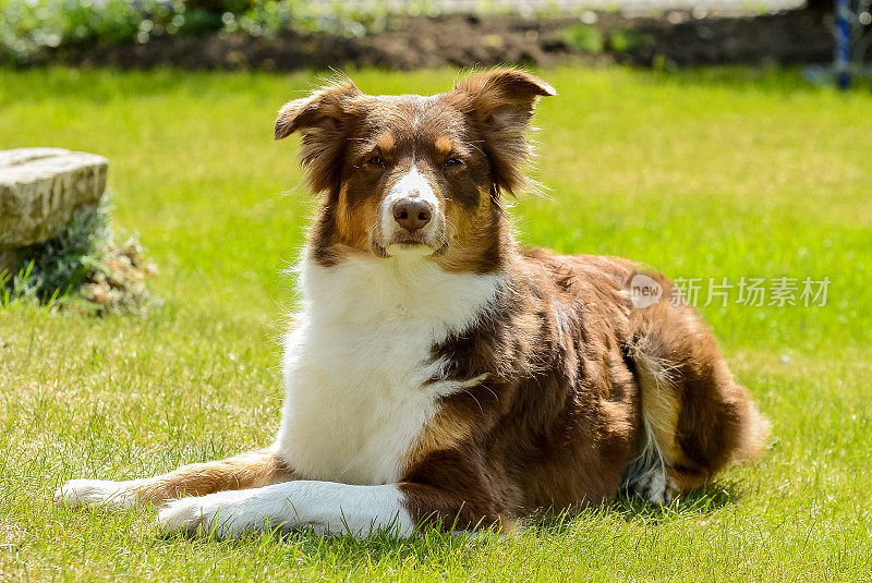 澳大利亚牧羊犬