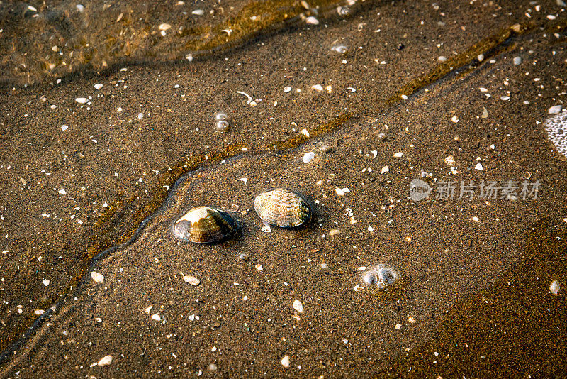 贝壳上的沙子背景