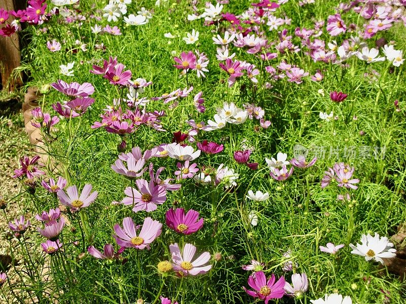 粉红色，紫色和白色的宇宙花在一个花园