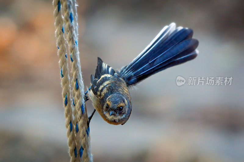 小鹡鸰鸟栖息在一根绳子上
