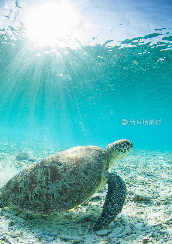 海龟在清澈湛蓝的海水天堂