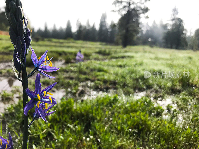 美丽的野花在一个水春天的田野。