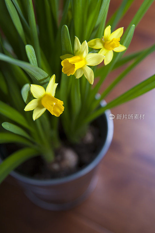 黄色的花园水仙花从上面的木桌上垂下来
