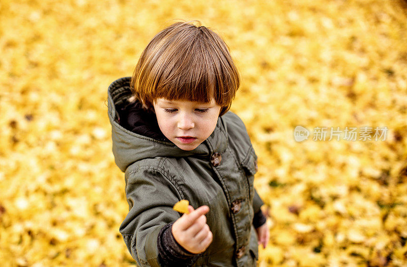 孩子们在公园里玩耍，看着一片银杏叶