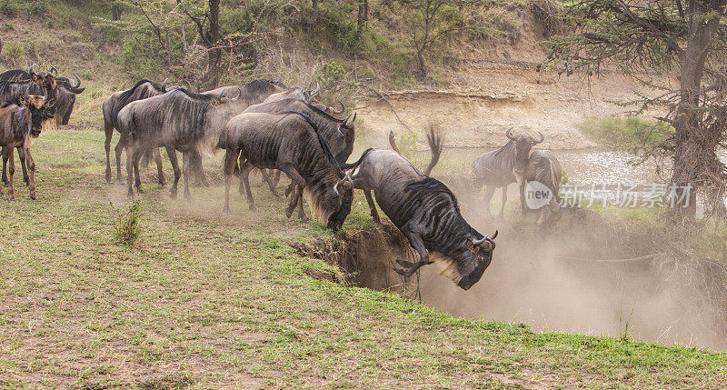 奥拉雷·摩托罗吉保护区角马的迁徙，
马赛马拉，肯尼亚，非洲