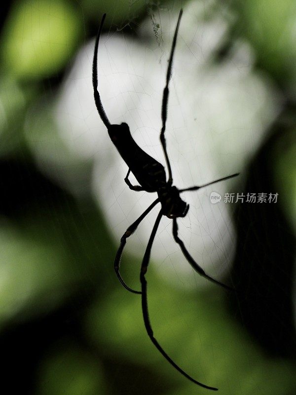 澳大利亚热带雨林蜘蛛-丹特里国家公园