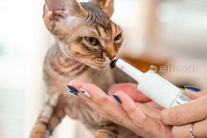 给猫维生素德文郡雷克斯小猫保持他的健康-库存照片