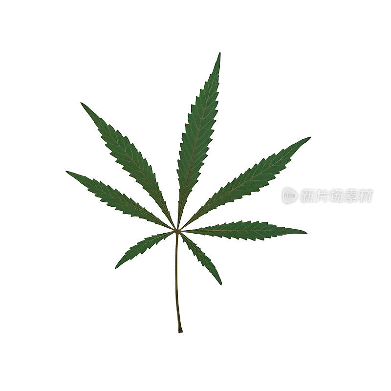 大麻大麻叶子孤立在白色上