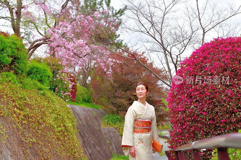 穿着和服的日本妇女在京都的加茂河边欣赏樱花