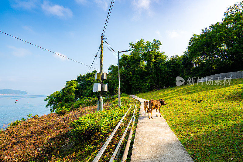 香港草岛，牛在草地上吃草