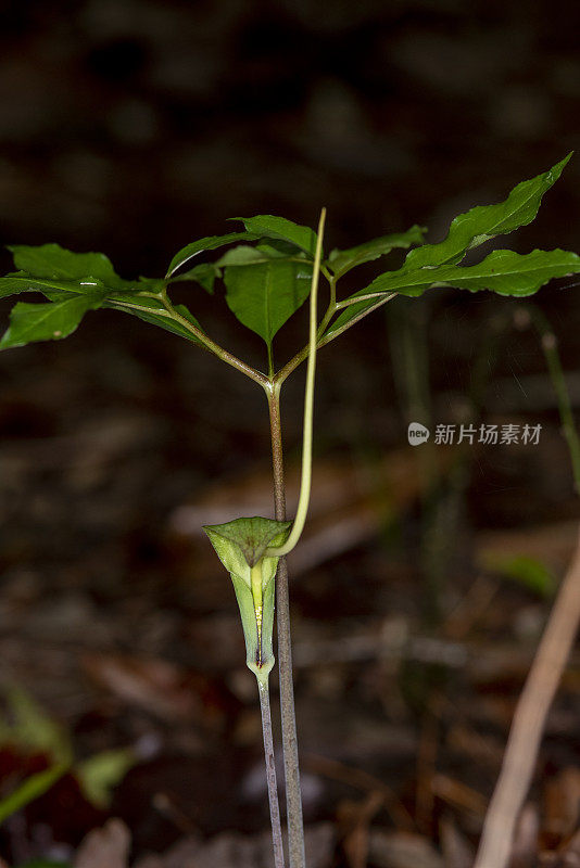 特写绿色的龙叶和鲜花，雄蕊直立