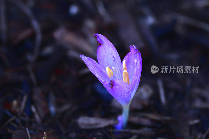 藏红花紫花春天脆弱特写