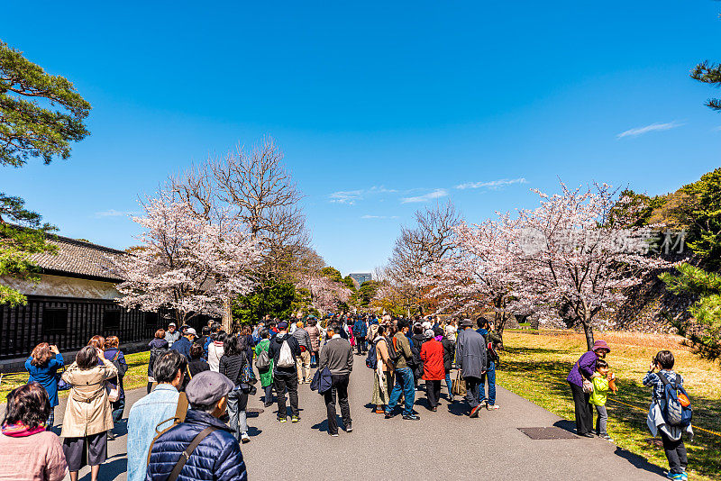 皇宫国家公园和人们拍摄樱花樱花树