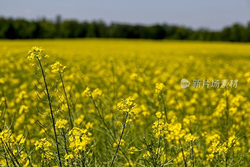 油菜领域