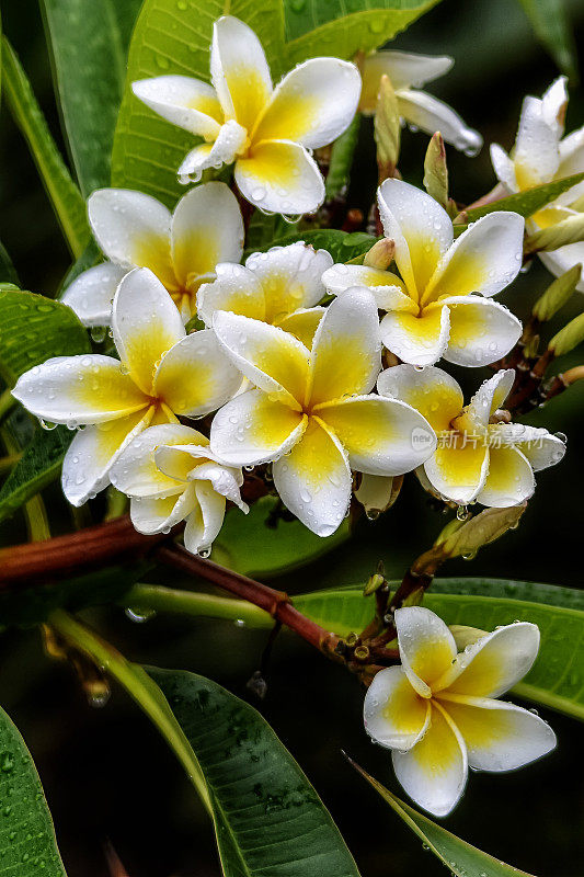 鸡蛋花(Plumeria)