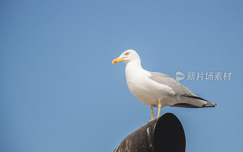 海鸥站在码头上