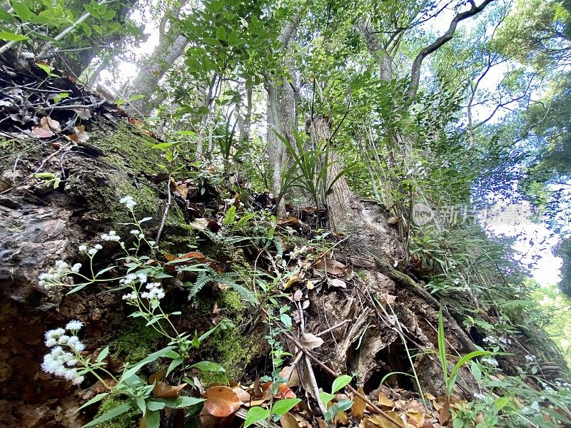 新南威尔士州北部海岸雨林特写