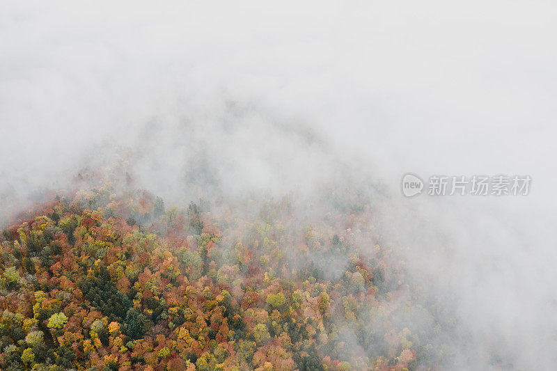雾蒙蒙的秋天的森林